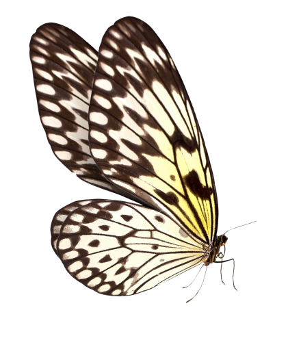  nature overlay png insect butterfly animal Butterfly