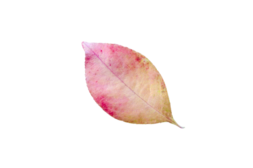  nature png Autumn Leaves leaf backgrounds autumn overlay