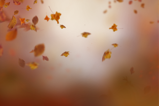 naturaleza hoja amarilla png otoño Hojas de otoño superposición
