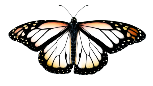 110  overlay animal butterfly Butterfly nature insect png