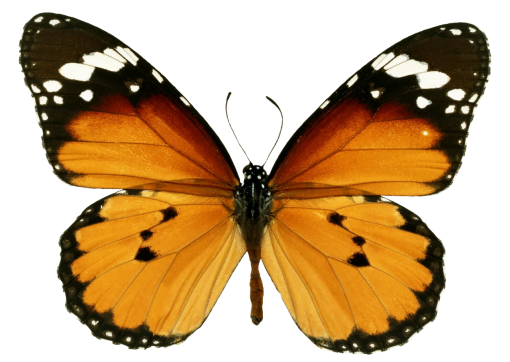  overlay animal Butterfly nature insect png butterfly