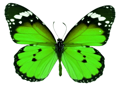 collect  overlay animal butterfly png nature insect Butterfly