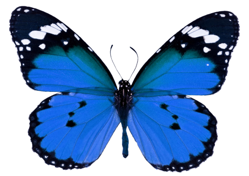  overlay animal insect Butterfly blue nature png