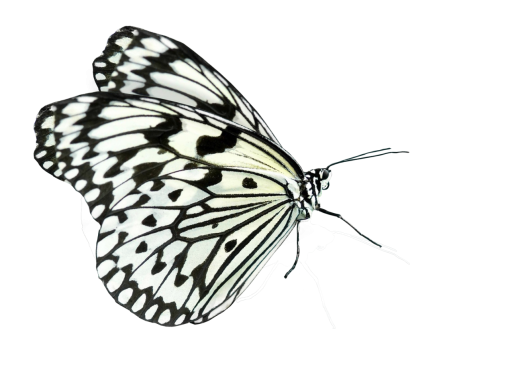 10 anos sobreposição animal natureza Borboleta borboleta png inseto