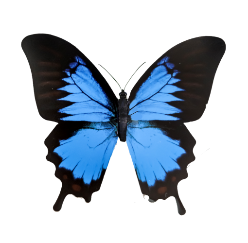  overlay animal png nature Butterfly multi colored insect