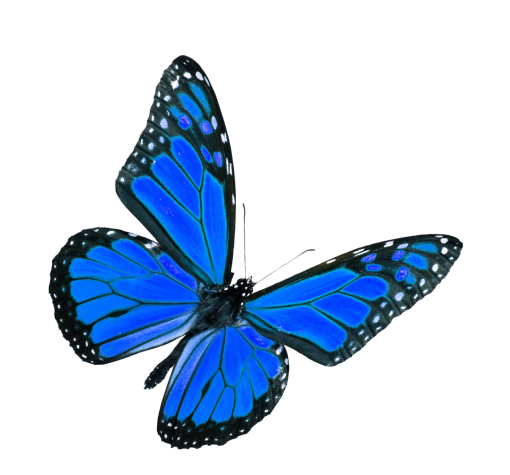  overlay blue png Butterfly insect nature animal