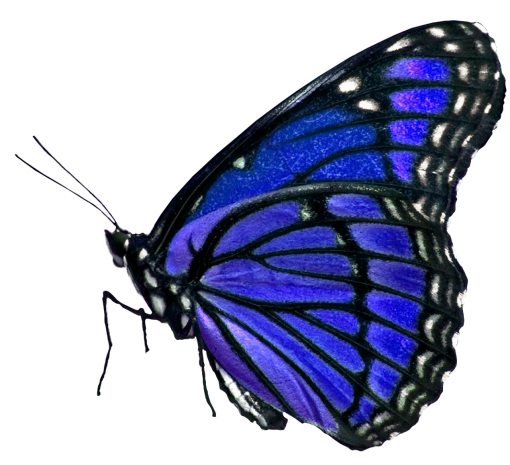  overlay Butterfly animal png butterfly insect nature