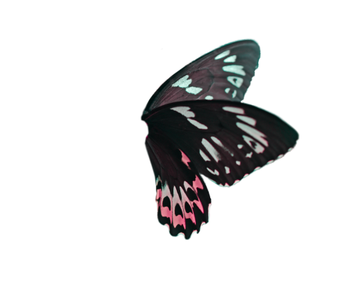  overlay Butterfly insect png butterfly multi colored animal