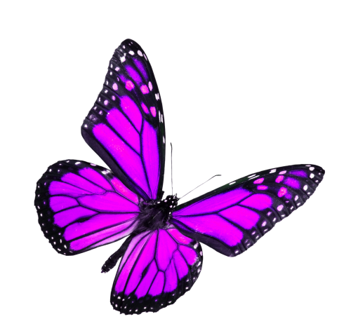 🥇 Image of animal flying overlay png insect Butterfly nature - 【FREE ...