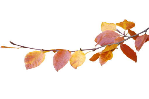  overlay illustration leaf Autumn Leaves backgrounds autumn png