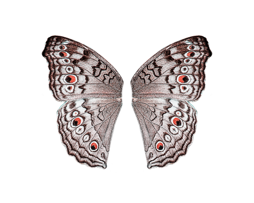  overlay insect nature pattern png Butterfly animal