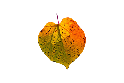  overlay leaf illustration autumn nature png Autumn Leaves