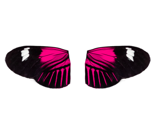 overlay multi colored Butterfly nature insect animal png