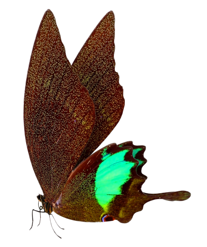  overlay multi colored insect png animal nature Butterfly