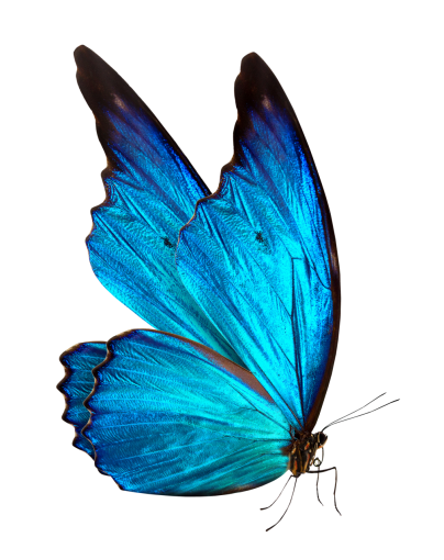  overlay nature Butterfly butterfly png animal insect