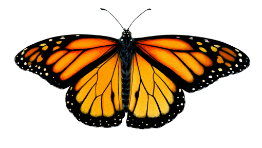  overlay png Butterfly insect animal nature butterfly