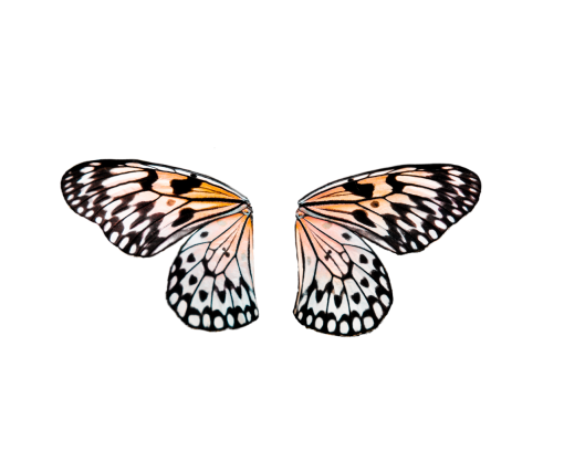  overlay png insect animal butterfly Butterfly nature