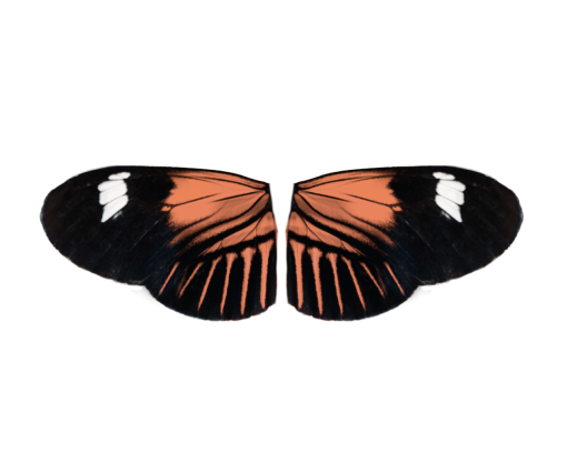  overlay png insect Butterfly butterfly animal nature