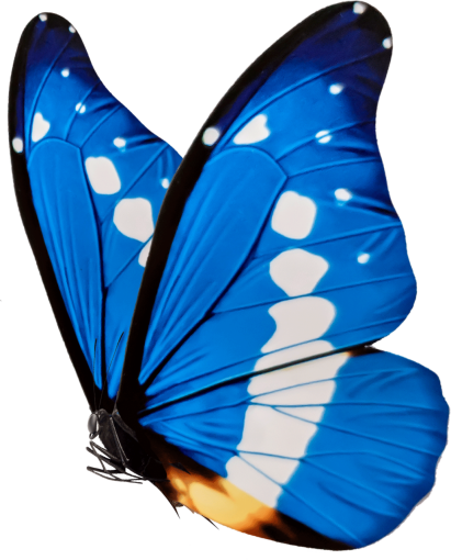 7  overlay png isolated nature blue Butterfly animal
