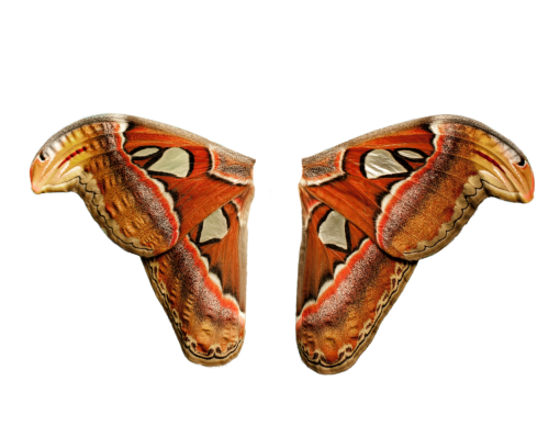  pattern illustration overlay Butterfly animal nature png