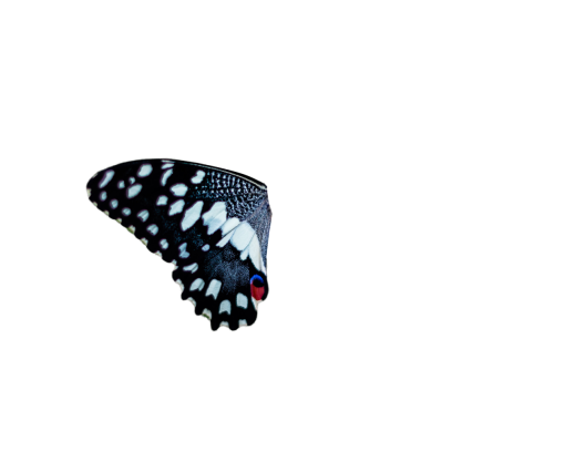  pattern overlay nature insect animal Butterfly png