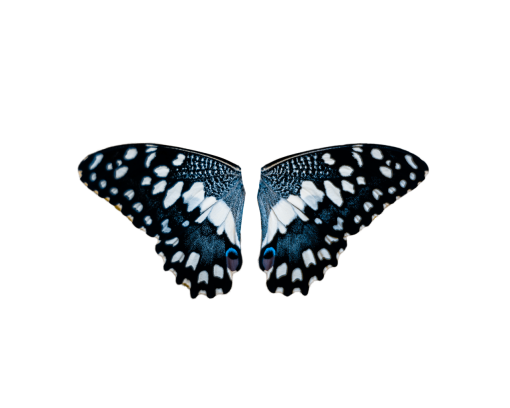  png animal Butterfly nature overlay insect butterfly