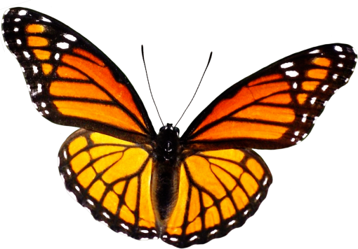 fragile  png animal butterfly overlay nature Butterfly insect