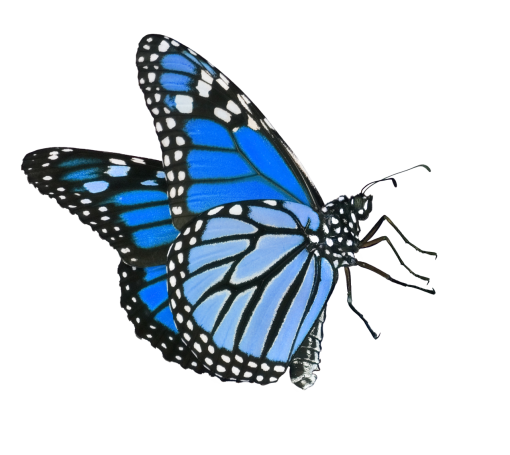  png animal nature Butterfly butterfly overlay insect