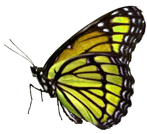 lepidoptera  png animal overlay Butterfly nature butterfly insect