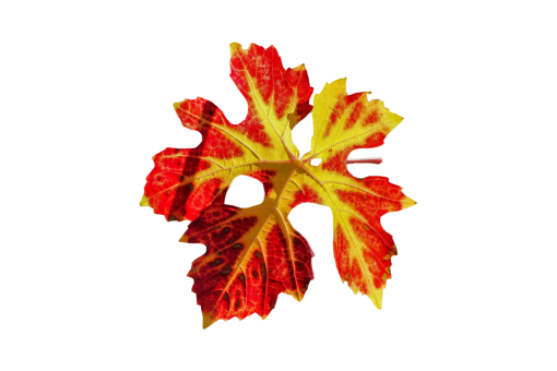  png autumn leaf overlay nature Autumn Leaves backgrounds