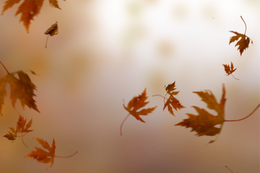 png autumn yellow leaf overlay Autumn Leaves nature