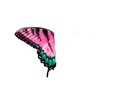  png backgrounds overlay illustration Butterfly abstract night