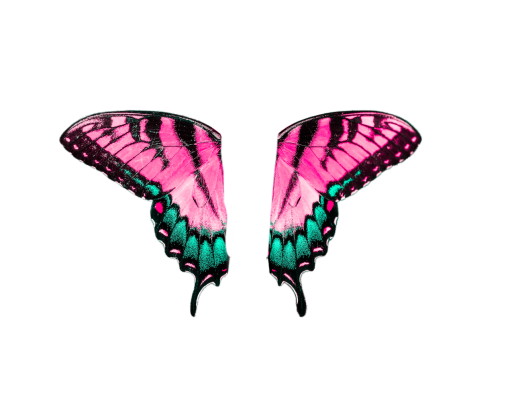 png Butterfly backgrounds animal pattern multi colored overlay