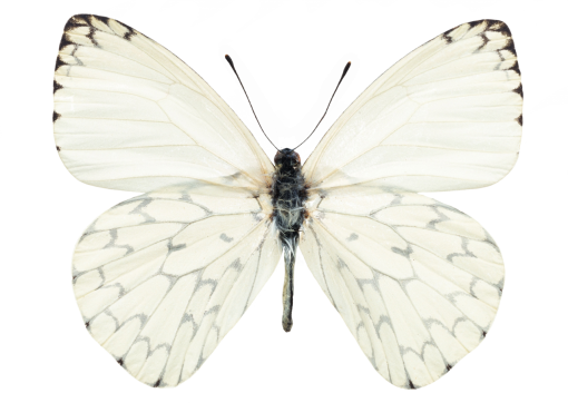 11  png Butterfly butterfly insect nature animal overlay