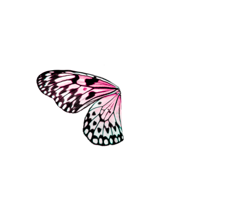  png butterfly insect animal Butterfly overlay nature