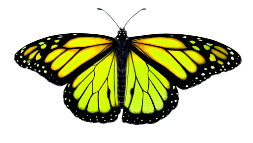 collect  png Butterfly insect animal nature yellow overlay