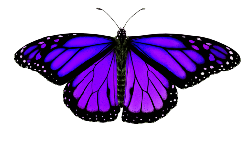  png butterfly nature animal Butterfly insect overlay