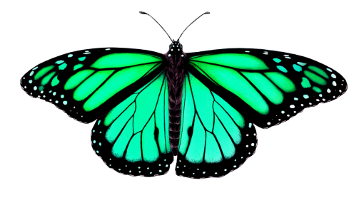 collect  png Butterfly nature butterfly overlay insect animal