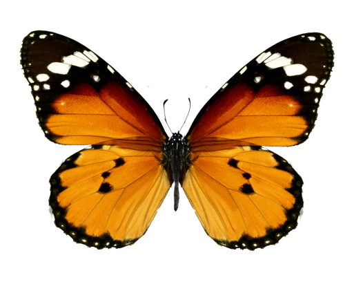 7  png Butterfly nature overlay animal butterfly insect