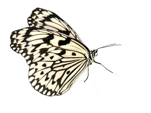  png insect butterfly Butterfly animal nature overlay