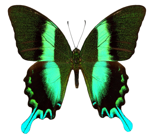  png nature overlay Butterfly multi colored animal insect