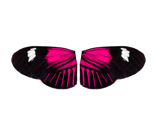  png overlay nature butterfly animal Butterfly insect