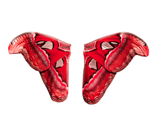 shoe  png shoe Butterfly overlay animal design illustration