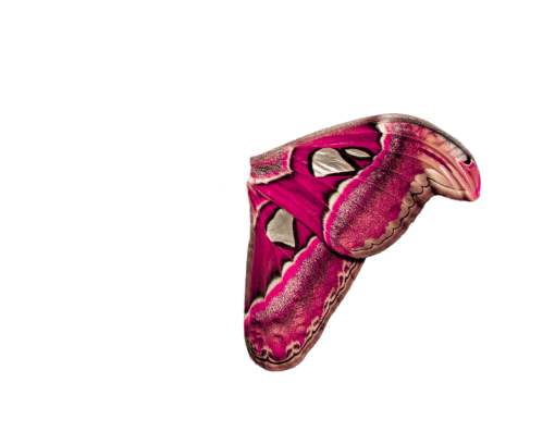 shoe  shoe illustration sport png overlay vector Butterfly