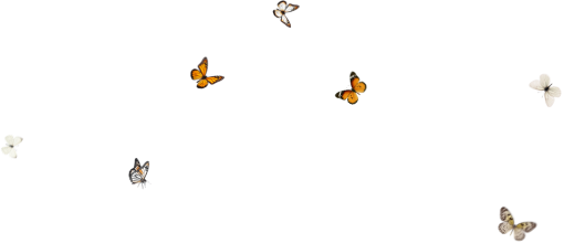  vector Butterfly isolated png illustration overlay