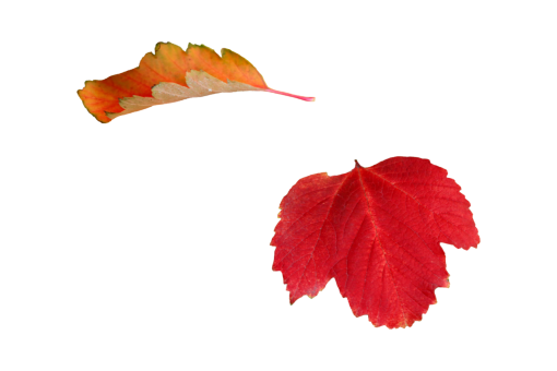  yellow autumn leaf Autumn Leaves nature png overlay