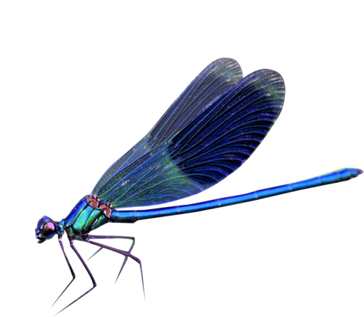 libelula Sobreposição PNG,Libélula PNG
