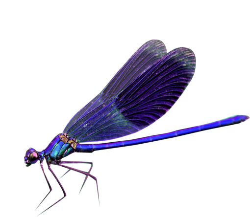 libelula Sobreposição PNG,Libélula PNG