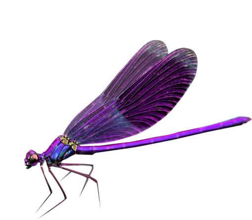 libelula Sobreposição PNG,Libélula PNG