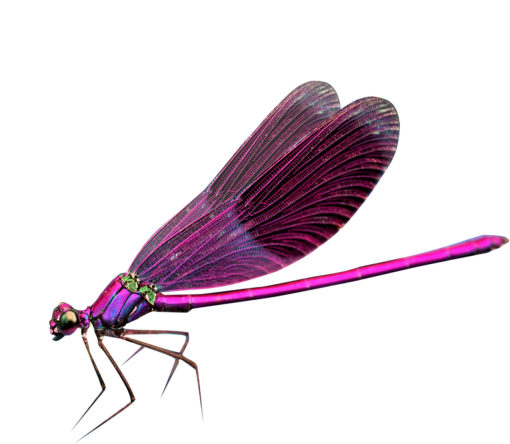 libelula Sobreposição PNG,Libélula PNG